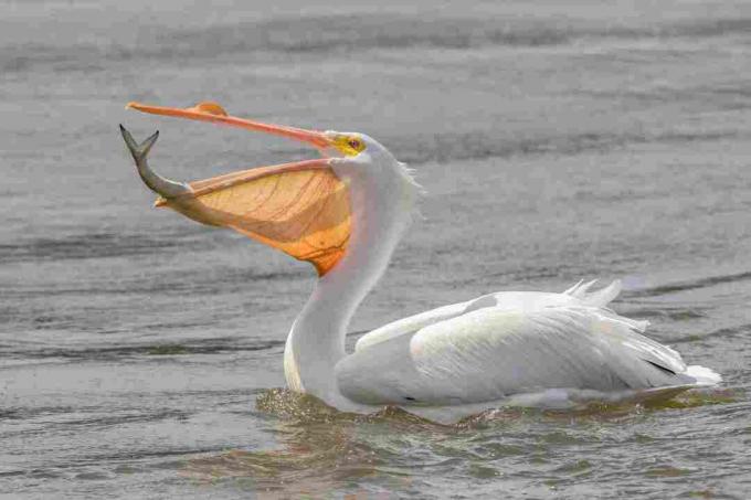 Большой белый пеликан (Pelecanus onocrotalus)