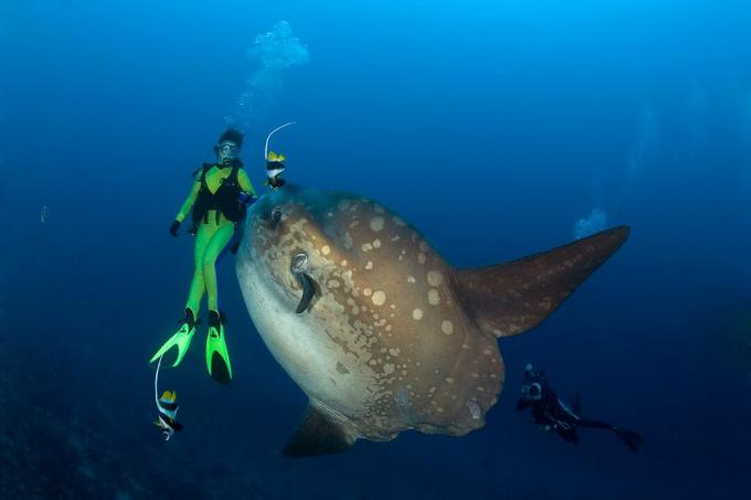 Ocean Sunfish and Diver, Мола Мола, Остров Бали, Индо-Пазифик, Индонезия