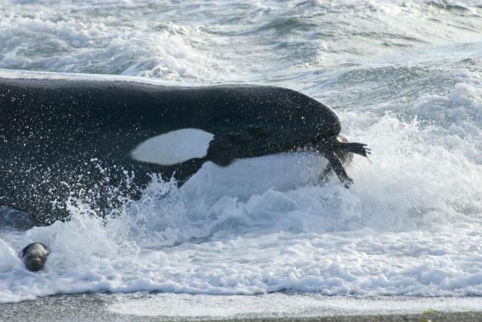 Косатка (Orcinus orca) с молодым южным морским львом (Otaria flavescens) во рту, Патагония, Аргентина, Атлантический океан