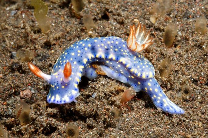 Nudibranch, Hypselodoris kanga. Туламбен, Бали, Индонезия. Бали, Индийский океан