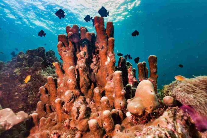 Подводная трубка губки Pillar Coral на коралловом рифе с системой улавливания углерода