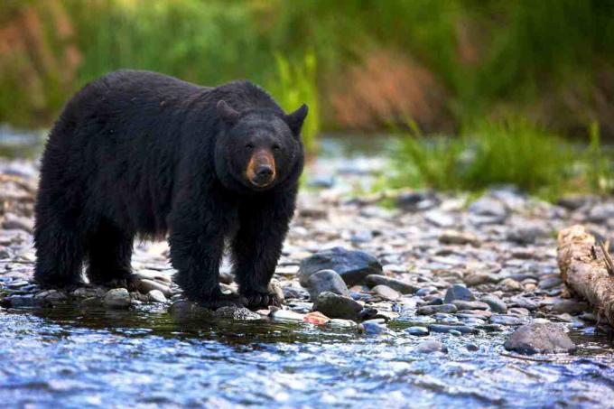 Черный медведь (Ursus americanus) стоя в скалистом потоке, Британская Колумбия, Канада