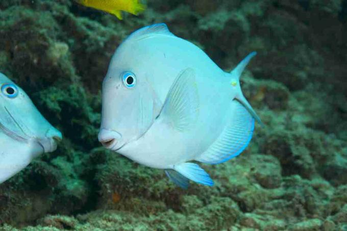 Атлантический синий танг (Acanthurus coeruleus)