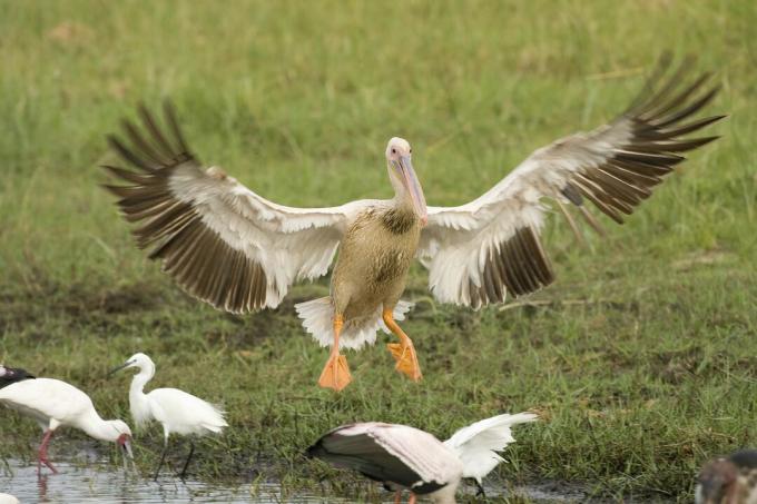 Посадка розовых пеликанов (Pelecanus rufescens), дельта Окаванго, Ботсвана