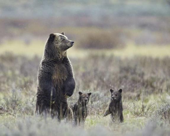 Свинья гризли (Ursus arctos horribilis) и два детеныша года стоят на задних лапах, Йеллоустонский национальный парк, штат Вайоминг