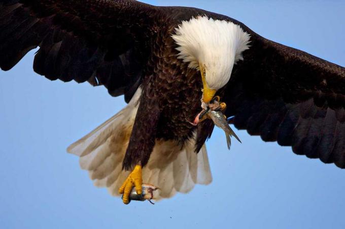 Белоголовый орлан (Haliaeetus leucocephalus) летает и ест рыбу, Гомер, Аляска, США