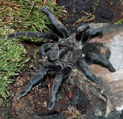 Бразильский черный тарантул (Grammostola pulchra)