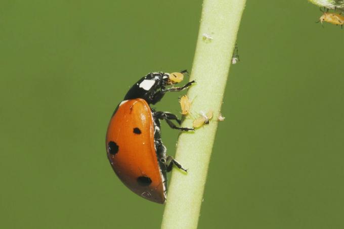 Семи пятнистая божья коровка (Coccinella septempunctata) для взрослых, съедающих тлю