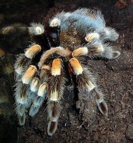 Мексиканское красное колено Тарантул (Brachypelma smithi)