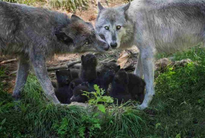 Семья Black Wolf с новорожденными щенками, Канада