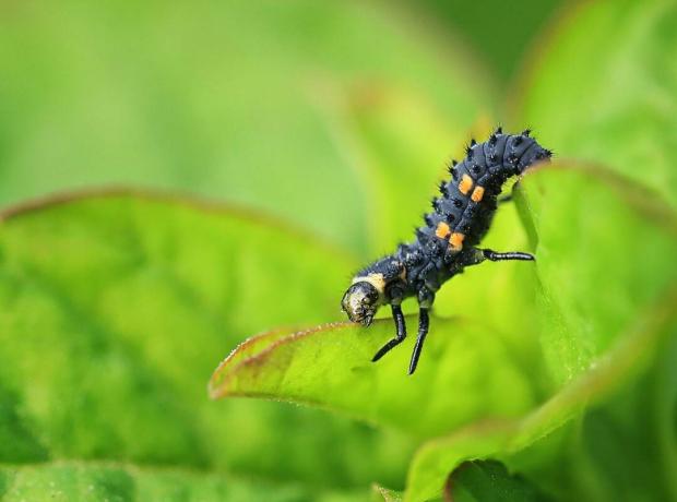 Личинка 2-х точечной божьей коровки (Adalia bipunctata), съедающей лист