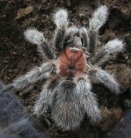 Тарантул чилийской розы (Grammostola rosea)