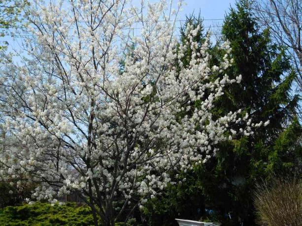 Serviceberry в ландшафтной среде.