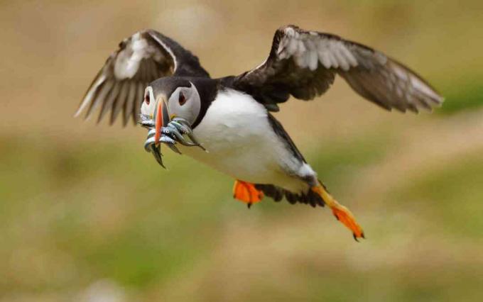 Puffin (Fratercula arctica), на котором охотятся sandeels (Ammodytes), Уэльс, Великобритания