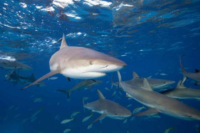 Карибские рифовые акулы (Carcharhinus perezi)