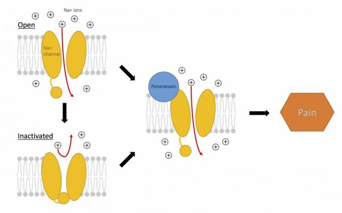 Действие понератоксина на натриевые каналы вызывает боль.