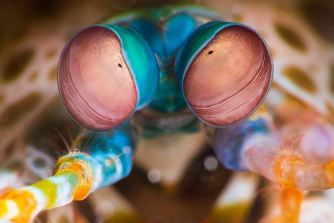 Глаз павлина Mantis Shrimp (Odontodactylus scyllarus)