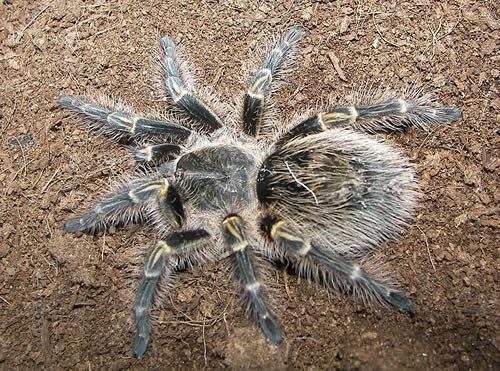 Чако Тарантул Золотое Колено (Grammostola aureostriata)