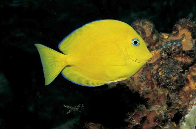 Ювенильный синий тан (Paracanthurus hepatus)