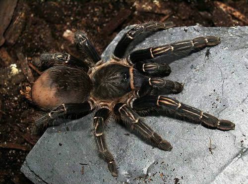 Коста-риканский тарантул зебры (Aphonopelma seemanni)